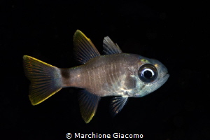 Juvenile cardinal fish
Raja ampat Indonesia
Nikon D800E... by Marchione Giacomo 